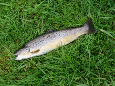 River Avon trout